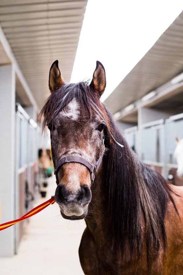 Comment adopter le style équestre dans une tenue urbaine?